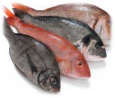 fish