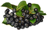 aronia, owoc aronii, li�cie aronii