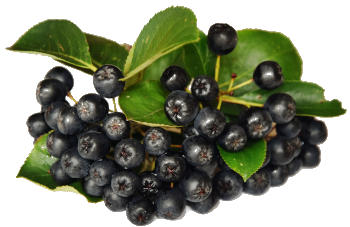 owoc aronii, aronia, jagoda aronii, chokeberry, berry