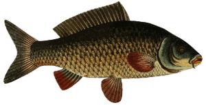 karp, ryba s�odkowodna