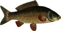 ryba, karp, ryba s�odkowodna