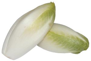 cykoria sa�atowa