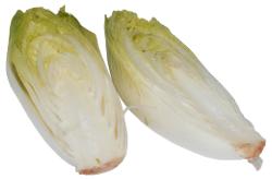 cykoria