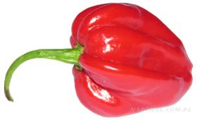 habanero, Red Savina, ostra papryka