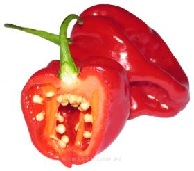 papryka habanero, ostra papryka, pestki papryki habanero