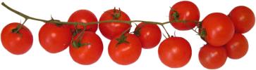 pomidory koktailowe, pomidory koktajlowe, pomidorki koktailowe, pomidorki koktajlowe